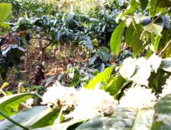 Kopi Kualitas Istimewa, Hasil Perkebunan di Sekitar Telaga Ngebel