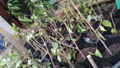 BM PAN Ponorogo Peduli Lingkungan