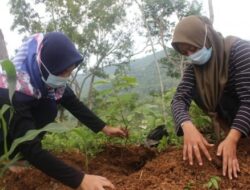 KKN STIT Pacitan, Gerak Tanam Pohon Buah di Kawasan Gunung Manggis