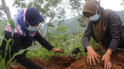 KKN STIT Pacitan, Gerak Tanam Pohon Buah di Kawasan Gunung Manggis