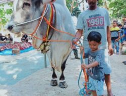 Anak Usia 5 Tahun, Berkesempatan Qurban Sapi Seberat 1 Ton