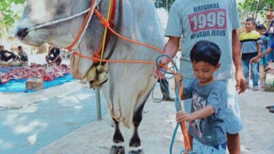 Anak Usia 5 Tahun, Berkesempatan Qurban Sapi Seberat 1 Ton