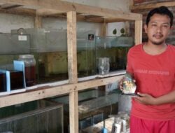 Samsul Andika, Guru SD yang Sukses Budidaya Ikan Hias