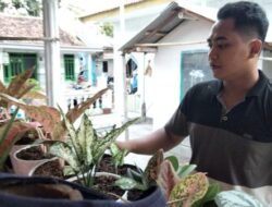 Situasi Pandemi, A. Fathur Rozi Pemuda di Lumajang Justru Meraup Omset Jutaan Rupiah