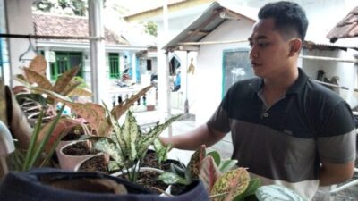 Budidaya Bunga