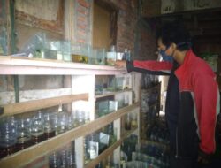 Usaha Ikan Cupang Hias Ditengah Pandemi Menggiurkan