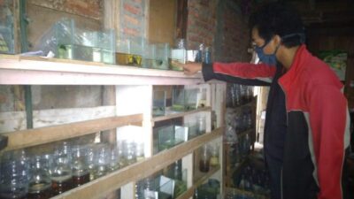 Usaha Ikan Cupang Hias Ditengah Pandemi Menggiurkan