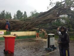 Pohon Beringin Tua di Lumajang Tumbang Setelah Hujan Lebat