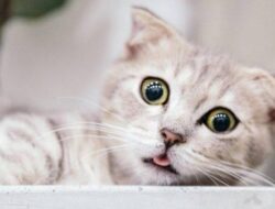 Polisi Endus Pelaku Jagal Kucing di Medan