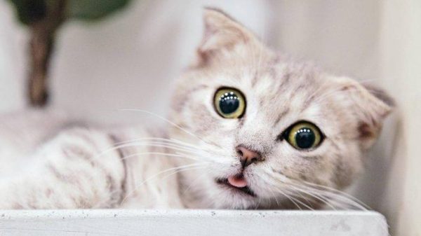 Kucing