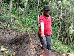 Rugikan Negara Rp 21 Juta, 2 Pelaku Illegal Logging di Ponorogo Ditangkap