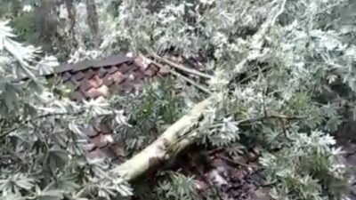 Hujan Deras dan Angin Kencang Sebabkan Rumah Tertimpa Pohon