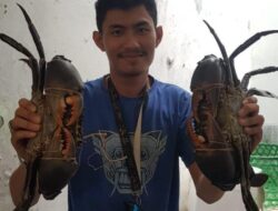 Ditengah Pandemi Covid-19, Rizka Raup Keuntungan Penjualan Kepiting Hingga Puluhan Juta