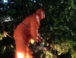 Hujan Deras Disertai Angin, Pohon Raksasa di Surabaya Menimpa Mobil