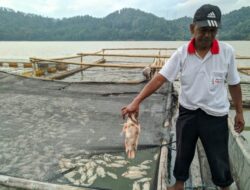 Aktivitas Gunung Api, Ribuan Ikan di Telaga Ngebel Mati Mendadak