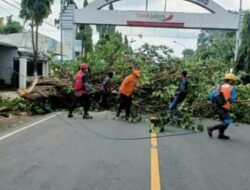 Sebelum Jatuh Korban, DLH Sampang Tebang Pohon Tua yang Berpotensi Tumbang