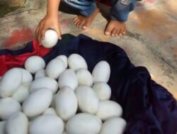 Ditemukan Telur Berukuran Besar di Lamongan, BKSDA: Kami Pastikan itu Bukan Telur Buaya