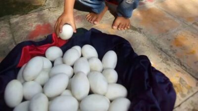 Telur