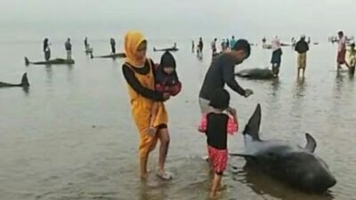 Video Viral Puluhan Paus Terdampar di Pantai Modung Bangkalan