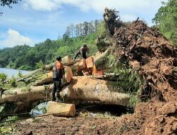 Hujan Lebat Disertai Angin Robohkan Pohon Berusia Puluhan Tahun di Ponorogo