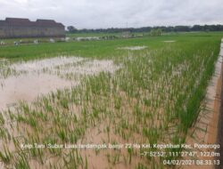 83 Hektar Sawah di Ponorogo Terancam Puso