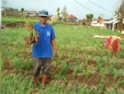 Harga Bawang Merah Anjlok, Petani di Pamekasan Kecewa