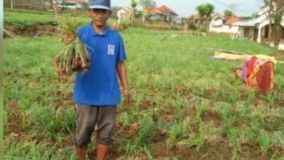 Harga Bawang Merah Anjlok, Petani di Pamekasan Kecewa
