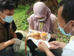 Ditreskrimsus Polda Jatim Bongkar Perdagangan Satwa Dilindungi