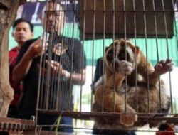 Polda Jatim Bekuk Penjual Satwa Dilindungi