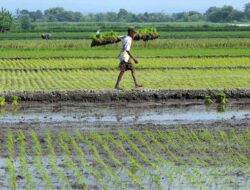 Lahan Pertanian di Kota Pasuruan Semakin Menyusut