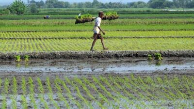 Lahan Pertanian di Kota Pasuruan Semakin Menyusut