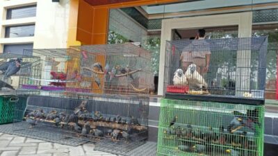 Penyelundupan Satwa Ilegal Melalui Tanjung Perak Berhasil Digagalkan