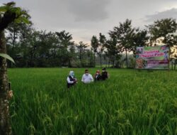 Kenalkan Padi Varietas Baru, Bupati Ponorogo: Bisa Panen Sampai 16 Ton per Hektare