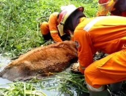 Hewan Ternak 3 Kwintal Terjebak Genangan Lumpur di Surabaya