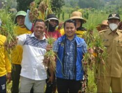 Panen Raya Bawang Merah di Desa Blaban Dihadiri Dua Anggota Dewan