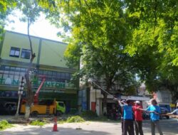 Belasan Pohon Angsana di Jalan HOS Cokroaminoto Ponorogo Ditebang