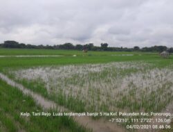 Asuransi Lahan Padi di Ponorogo Sepi Peminat