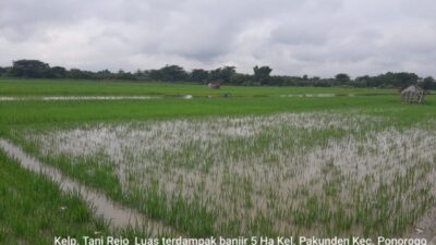 Sawah