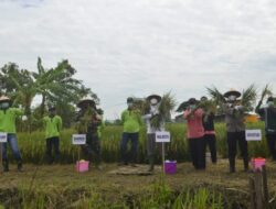 Wali Kota Eri Cahyadi Bersama Kelompok Tani Panen Raya Padi Seluas 2 Hektar di Pakal