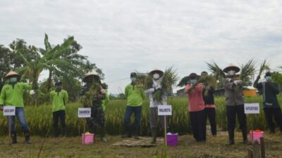 Wali Kota Eri Cahyadi Bersama Kelompok Tani Panen Raya Padi Seluas 2 Hektar di Pakal