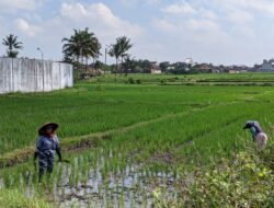 Masuki Musim Penghujan, Petani Diimbau Persiapan Masa Tanam