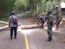 Antisipasi Kecelakaan, Polisi, TNI dan Perhutani Pangkas Pohon Rawan Tumbang di Malang