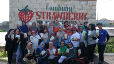 Menarik! Duet Mahasiswa PMM UMM dengan Emak-emak Lumbung Stroberi, Hasilkan Stroberi dengan Berbagai Varian