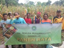 Menarik, PRPM Sidokelar Dakwah Lewat Jagung. Begini Ceritanya.