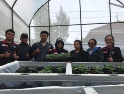 Menarik! Mahasiswa UMM Edukasi Petani Tengger Teknik Stek Benih Kentang