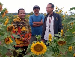 Dosen FAI UMM Kembangkan Wisata Taman Bunga, Begini Kisahnya
