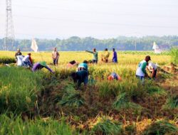 Jelang Panen Raya, Kementerian Pertanian optimis pasokan beras hasil panen petani tahun ini mampu memenuhi kebutuhan dalam negeri