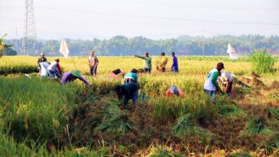 Jelang Panen Raya, Kementerian Pertanian optimis pasokan beras hasil panen petani tahun ini mampu memenuhi kebutuhan dalam negeri