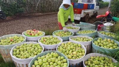 Anggaran Dana Desa 2024 Kota Batu Capai Rp.20,3 Miliar