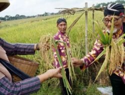 Petani Desa Ngrendeng Gelar Ritual Wiwiti Panen